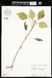 Cyclachaena xanthiifolia image