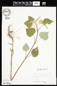 Cyclachaena xanthiifolia image
