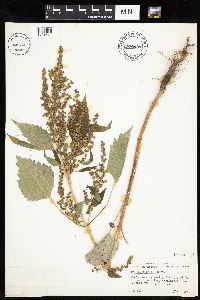 Cyclachaena xanthiifolia image