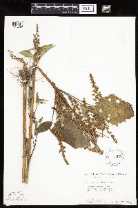 Cyclachaena xanthiifolia image