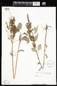 Cyclachaena xanthiifolia image