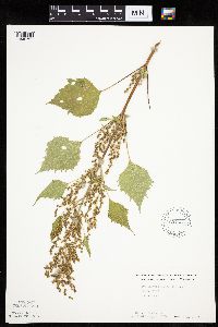 Cyclachaena xanthiifolia image