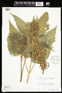 Cyclachaena xanthiifolia image