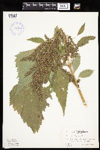 Cyclachaena xanthiifolia image
