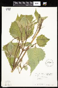 Cyclachaena xanthiifolia image