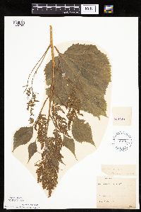 Cyclachaena xanthiifolia image