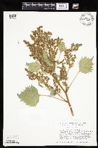 Cyclachaena xanthiifolia image