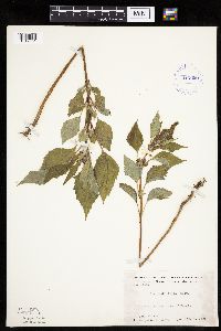 Cyclachaena xanthiifolia image