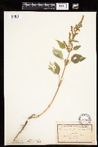 Cyclachaena xanthiifolia image