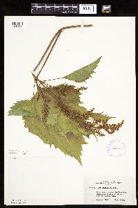Cyclachaena xanthiifolia image
