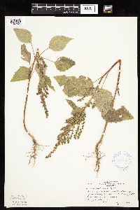 Cyclachaena xanthiifolia image