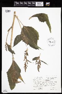 Cyclachaena xanthiifolia image