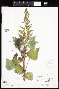 Cyclachaena xanthiifolia image