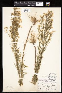 Conyza canadensis image