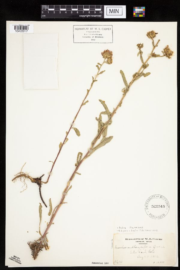 Dieteria bigelovii var. bigelovii image