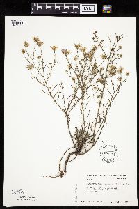 Dieteria canescens image