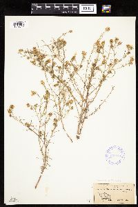 Dieteria canescens image