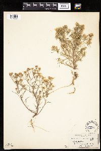 Dieteria canescens image