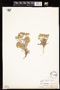 Dieteria canescens image