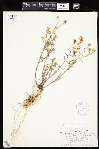 Dieteria canescens image