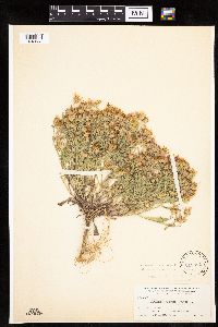 Dieteria canescens image