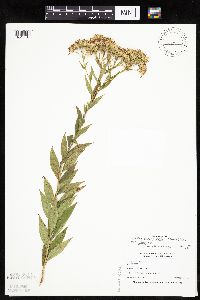 Doellingeria umbellata image