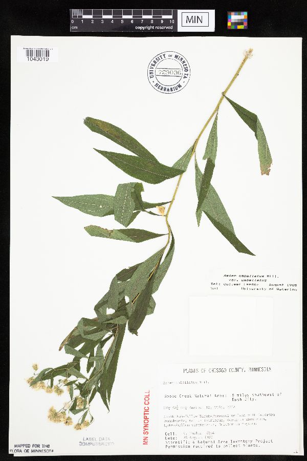 Doellingeria umbellata var. umbellata image