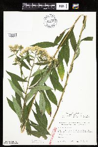 Doellingeria umbellata image