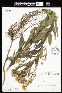 Doellingeria umbellata image