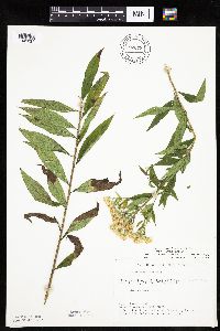 Doellingeria umbellata image
