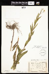 Doellingeria umbellata image