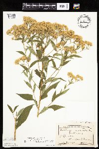 Doellingeria umbellata image