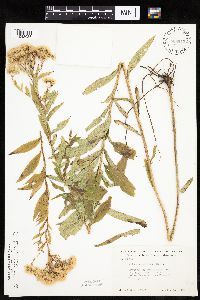 Doellingeria umbellata image