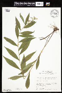Doellingeria umbellata image
