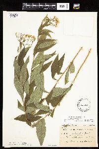 Doellingeria umbellata image