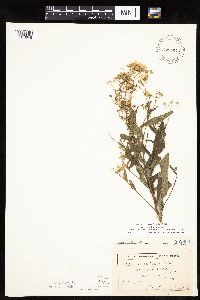 Doellingeria umbellata image