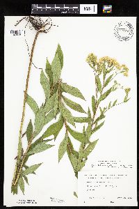 Doellingeria umbellata image