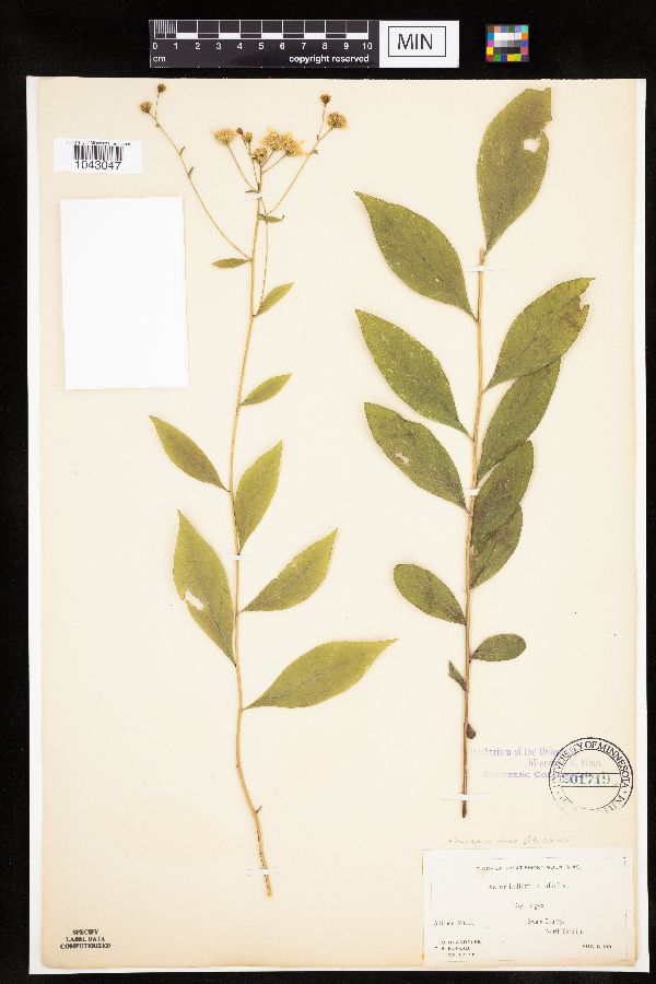 Doellingeria infirma image