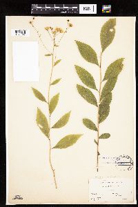 Media resource of Doellingeria infirma