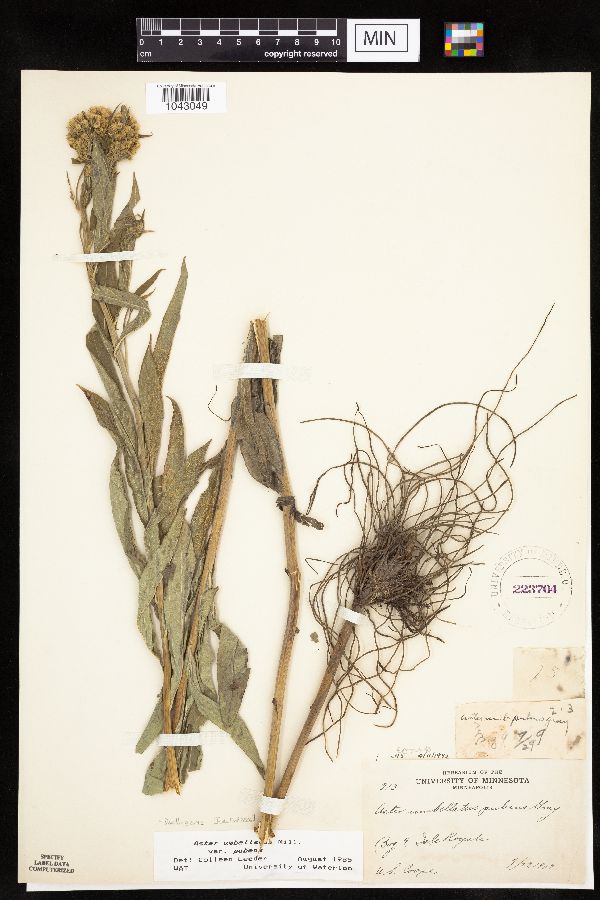 Doellingeria umbellata var. pubens image