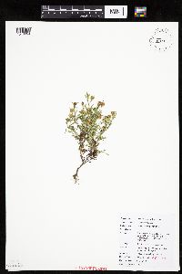 Dyssodia papposa image