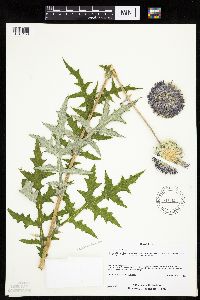 Echinops exaltatus image