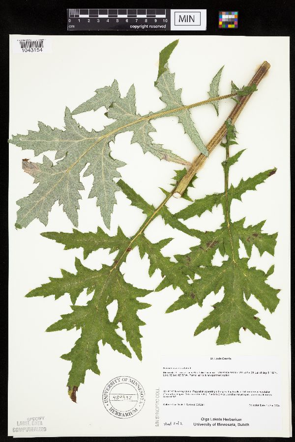 Echinops exaltatus image