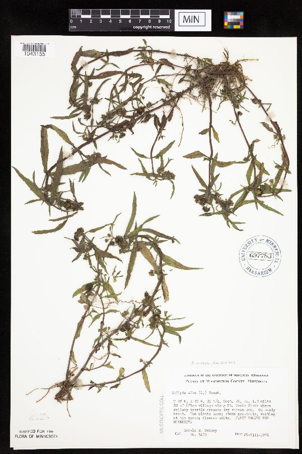 Eclipta prostrata image