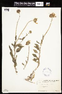 Image of Encelia californica