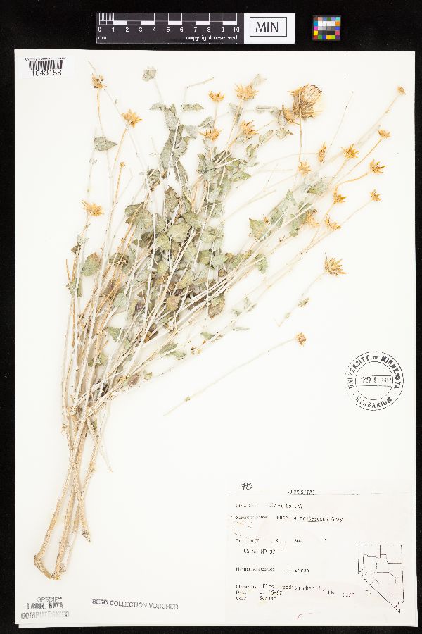Encelia image