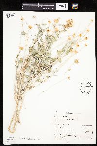 Image of Encelia frutescens