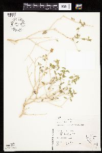 Image of Encelia virginensis