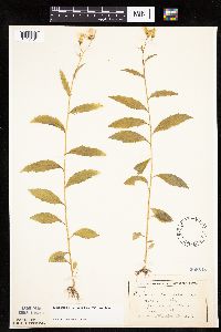 Erechtites hieraciifolius image