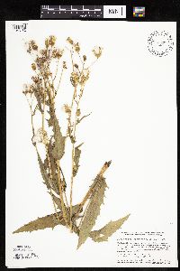 Erechtites hieraciifolius image